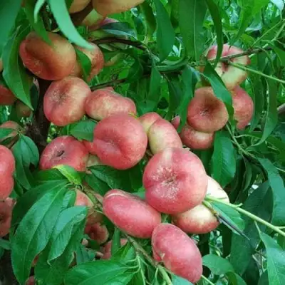 Нектарин КОНЦЕТТИНА в Сморгони