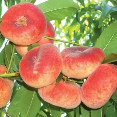 Персик САТУРН ИНЖИРНЫЙ в Сморгони