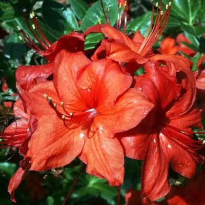 Азалия ДОЛОРОСО листопадная в Сморгони