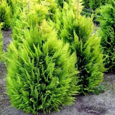 Кипарисовик ИВОНЕ лавсана в Сморгони