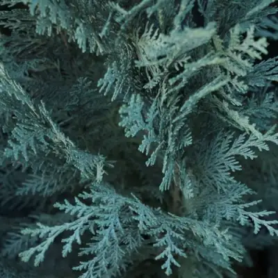 Кипарисовик ВАН ПЕЛЬТС БЛЮ лавсона в Сморгони