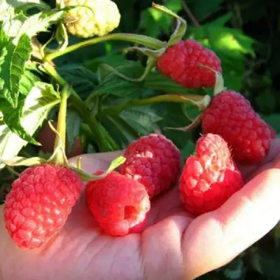 Малина ГОРДОСТЬ РОССИИ в Сморгони