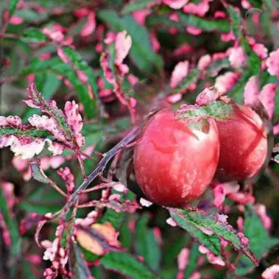 Слива ХЕССЕЙ декоративная в Сморгони