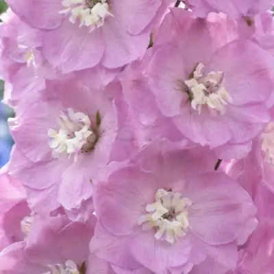 Дельфиниум ПЕТТИКОУТ гибридный в Сморгони