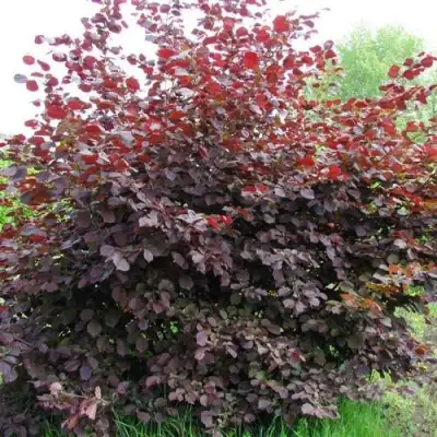 Фундук СИРЕНА в Сморгони