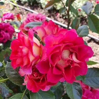 Роза БРЕРА флорибунда в Сморгони