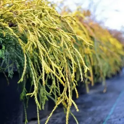 Кипарисовик ВАВЕЛ горохоплодный в Сморгони