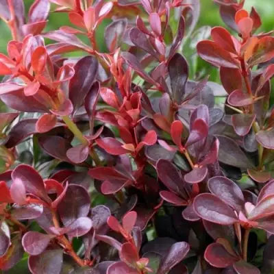 Барбарис АТРОПУРПУРЕА НАНА тунберга в Сморгони