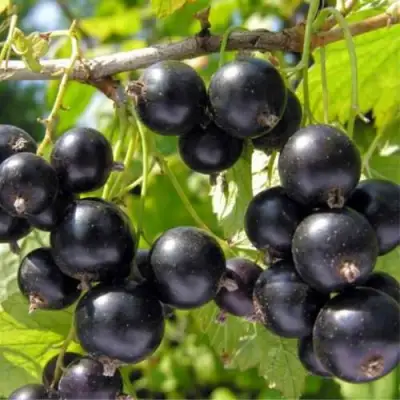 Смородина черная ОРЛОВСКИЙ ВАЛЬС в Сморгони