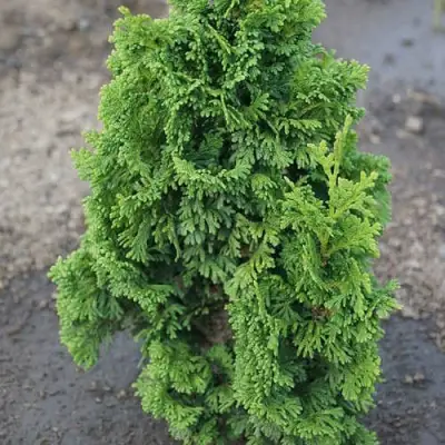 Туя ЗМАТЛИК западная в Сморгони