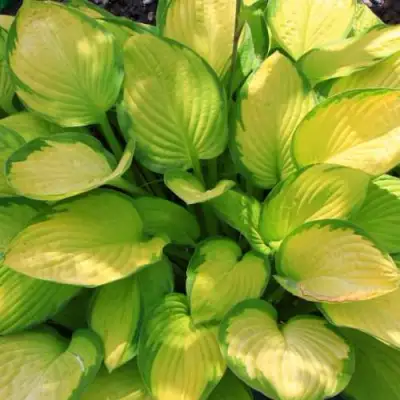 Хоста ГОЛД СТАНДАРТ Форчуна в Сморгони