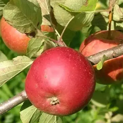 Яблоня ПОСПЕХ в Сморгони