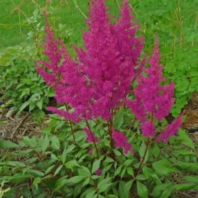 Астильба ЭЛИЗАБЕТ ВАН ВИН японская в Сморгони