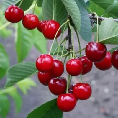 Вишня ЗАРАНКА в Сморгони