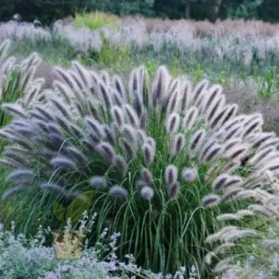 Пеннисетум БЛЭК БЬЮТИ в Сморгони