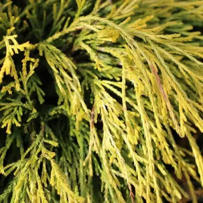 Кипарисовик ГОЛДЕН МОП горохоплодный в Сморгони