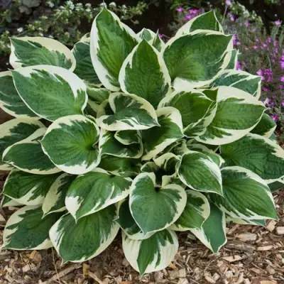 Хоста КАРИН гибридная в Сморгони