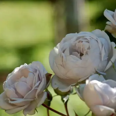 Роза ГРИЗЕЛИС шраб в Сморгони