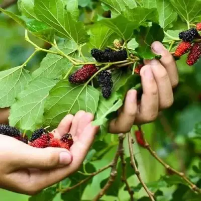 Шелковица ГАЛИЦИЯ в Сморгони