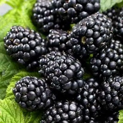 Ежевика БЖЕЗИНА бесшипная  в Сморгони