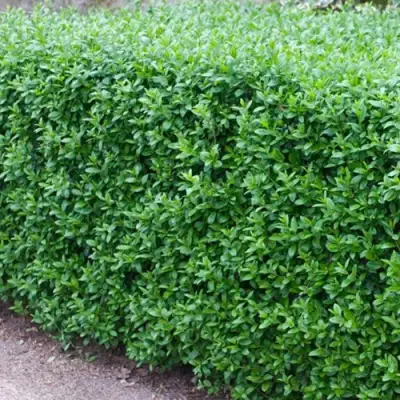 Бирючина обыкновенная АТРОВИРЕНС в Сморгони