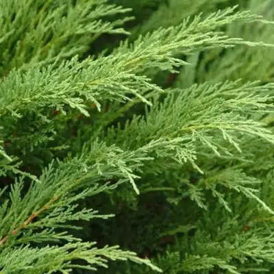 Можжевельник ТАМАРИСЦИФОЛИЯ казацкий  в Сморгони