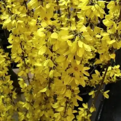 Форзиция ГОЛДРАУШ в Сморгони