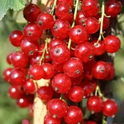 Смородина красная РОНДОМ в Сморгони