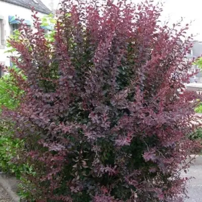 Барбарис АТРОПУРПУРЕА тунберга в Сморгони