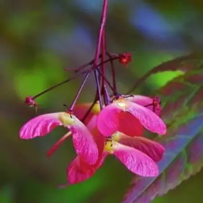 Клен пальмолистный в Сморгони