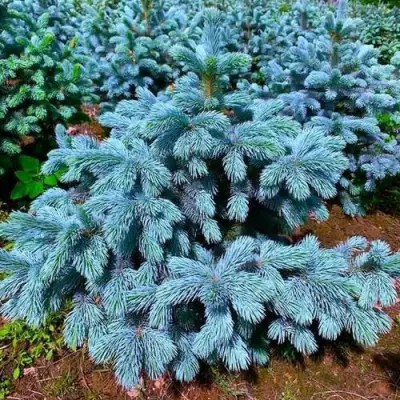 Ель СУПЕР БЛЮ СИДЛИНГ колючая в Сморгони