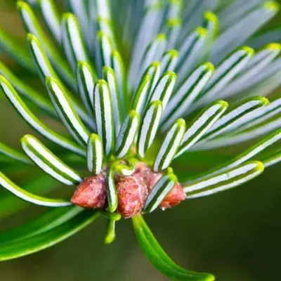 Пихта белая в Сморгони