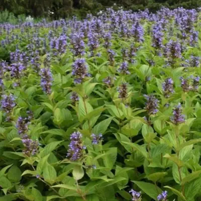 Котовник БЛЮ ДРИМС полусидячий в Сморгони