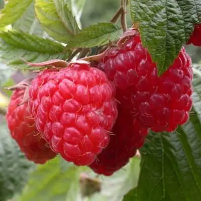 Малина ГЕРАКЛ в Сморгони