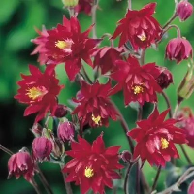 Аквилегия РУБИ ПОРТ обыкновенная в Сморгони