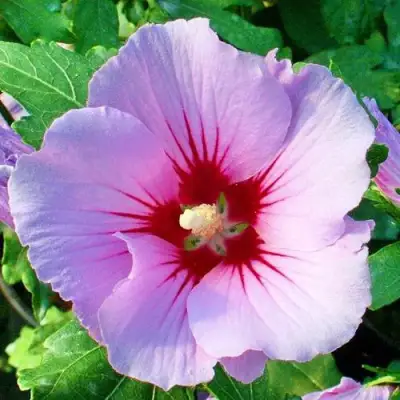 Гибискус ПИНК ФЛИРТ сирийский в Сморгони