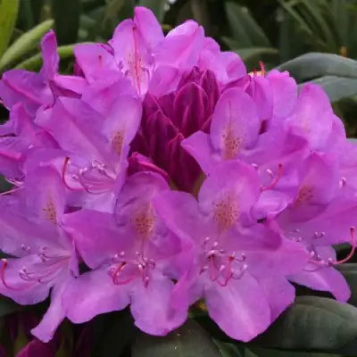 Рододендрон РОЗЕУМ ЭЛЕГАНС в Сморгони