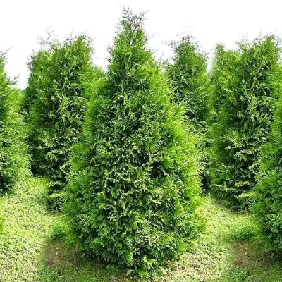 Туя БРАБАНТ западная в Сморгони