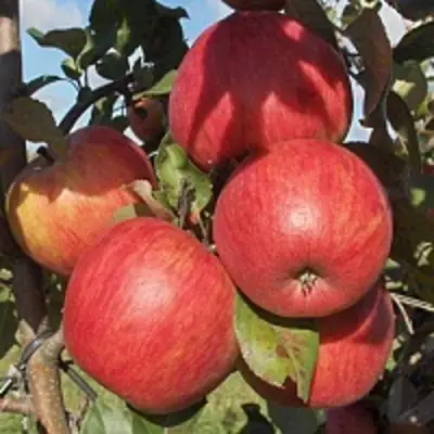 Яблоня ПЕРСИКОВАЯ в Сморгони