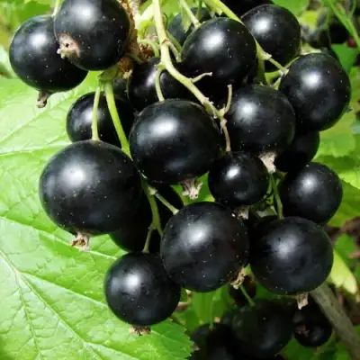 Смородина чёрная ЭКЗОТИКА в Сморгони