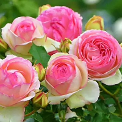 Роза ПЬЕР ДЕ РОНСАР плетистая в Сморгони