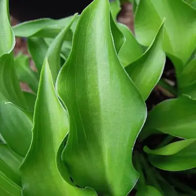 Хоста ГАРРИ ВАН ТРИЕР в Сморгони