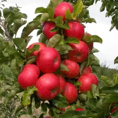 Яблоня ТРАЙДЕНТ колонновидная в Сморгони