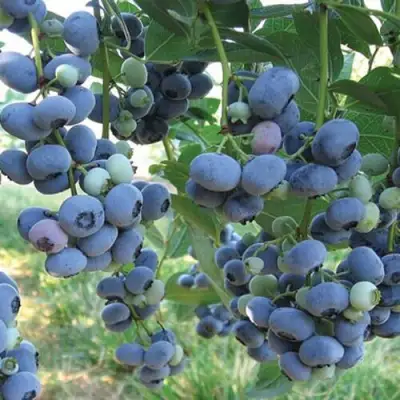 Голубика ЛИБЕРТИ в Сморгони