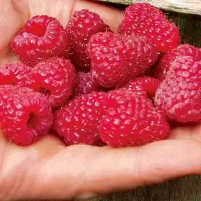 Малина ДЖОАН ДЖИ (ДЖОАН ДЖЕЙ) в Сморгони