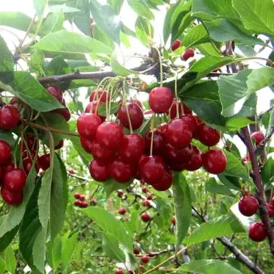 Вишня ТУРГЕНЕВКА в Сморгони