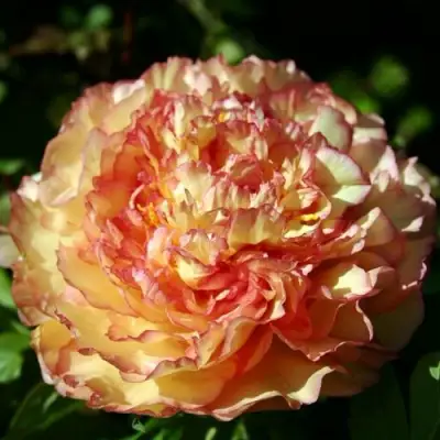 Пион ЗОЛОТАЯ РОССЫПЬ древовидный в Сморгони