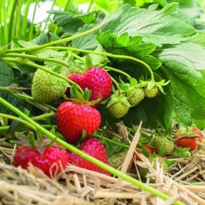 Клубника ЭЛЬСАНТА в Сморгони