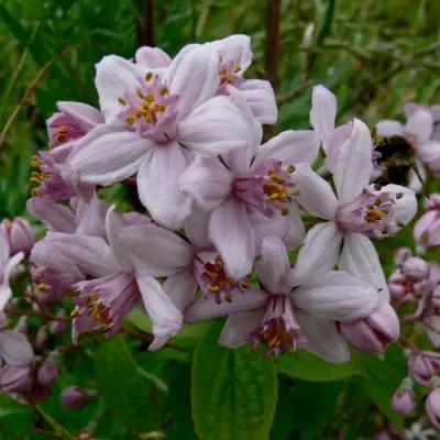 Дейция МОУНТ РОУЗ в Сморгони