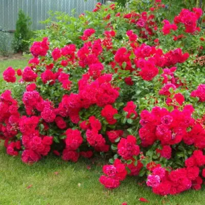 Роза РАДОСТЬ САДОВНИКА (ГАРТЕН ФРОЙДЕ) почвопокровная в Сморгони